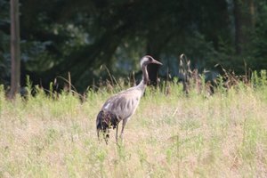 Fotos vom Zootzensee