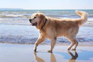 Ostsee-Urlaub mit dem Hund